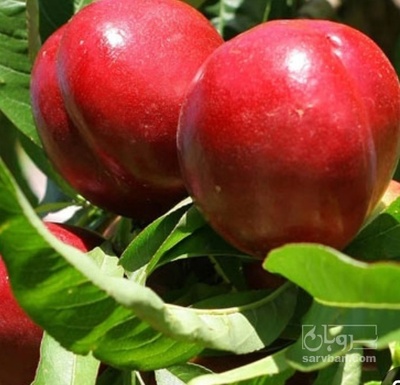 فروش شلیل