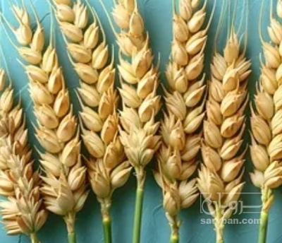 فروش چاپر ذرت - سیلاژ ذرت