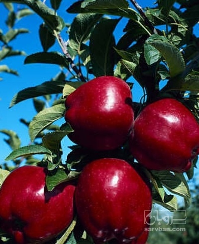 فروش سیب قرمز