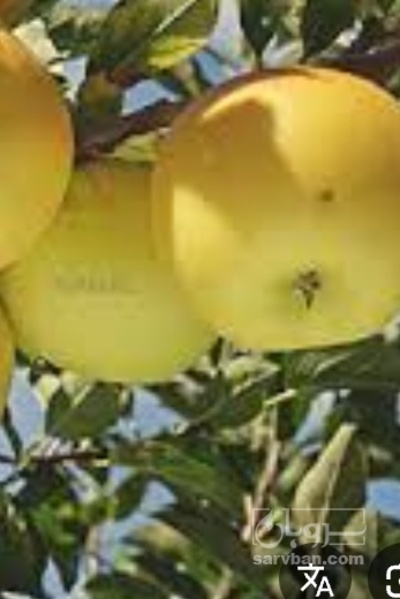 فروش سیب زرد