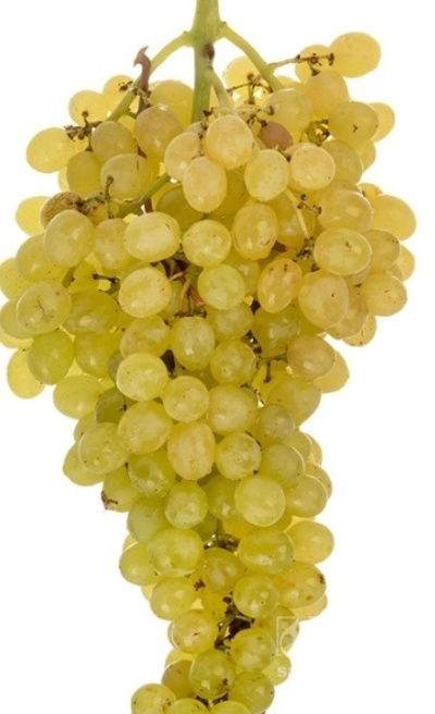 فروش انگور