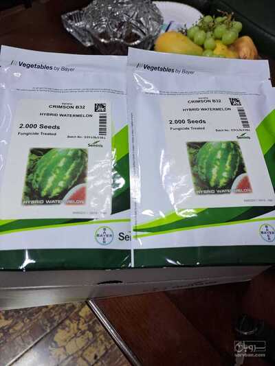 فروش  بذر هندوانه