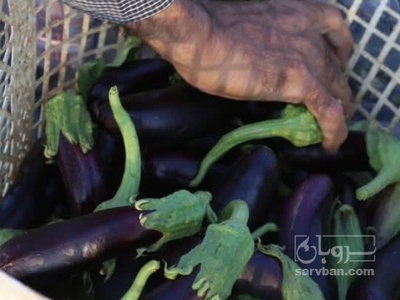 فروش بادمجان