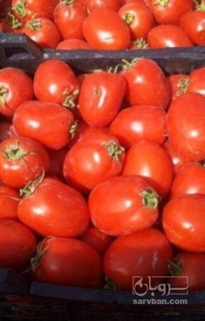 فروش گوجه فرنگی