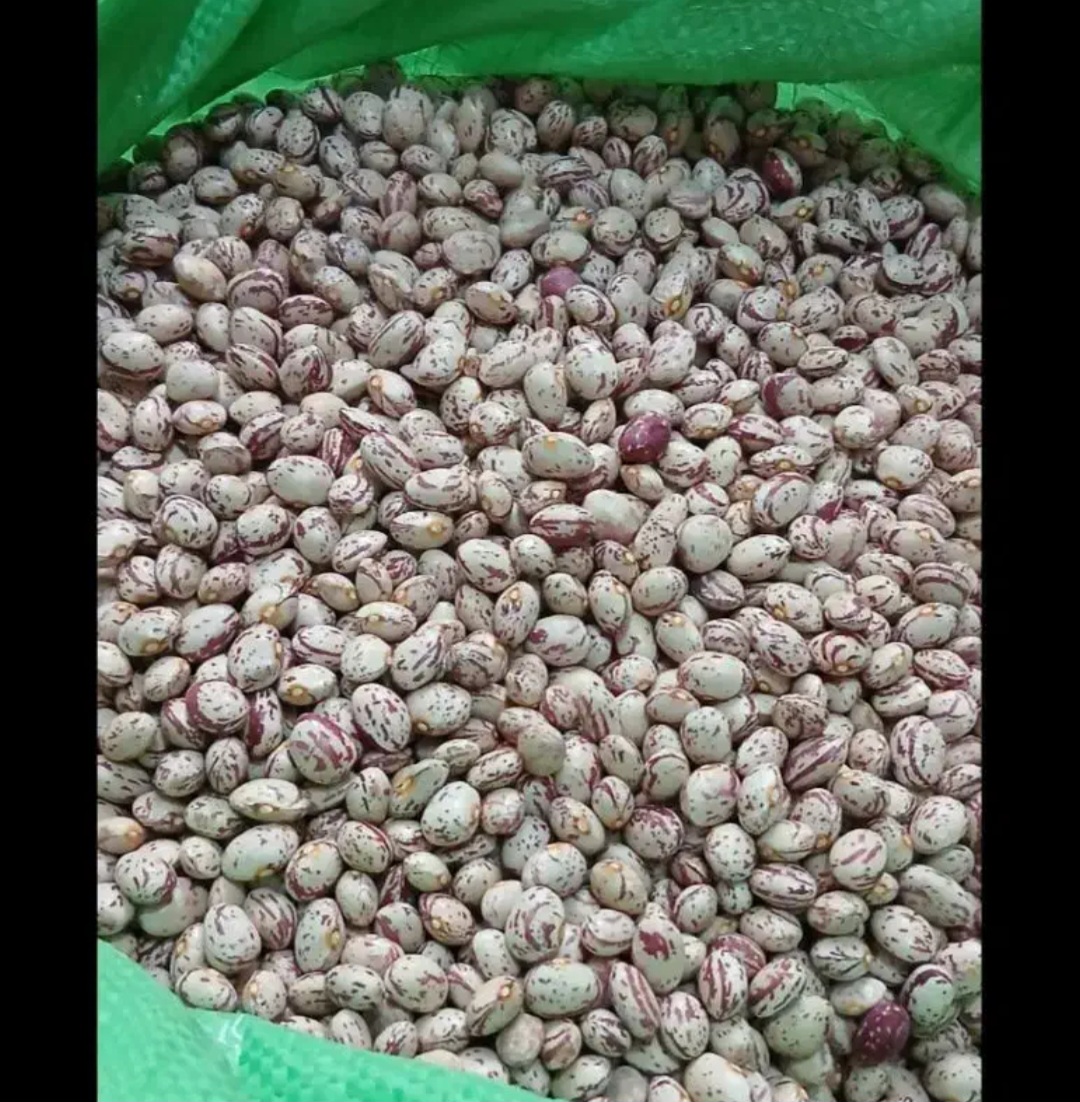 فروش لوبیا چیتی