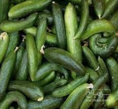 فروش خیار معمولی | سروبان