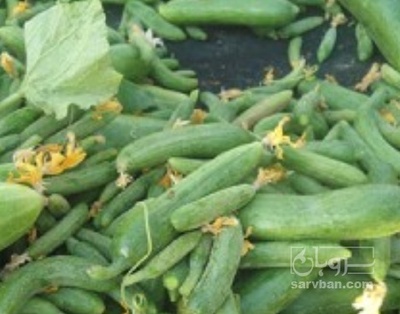 فروش خیار خیارشوری | سروبان