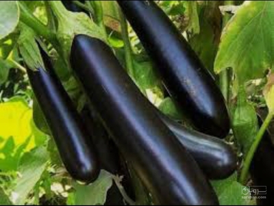فروش بادمجان قلمی