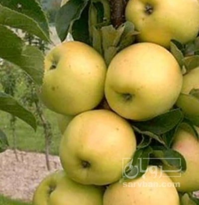فروش سیب زرد