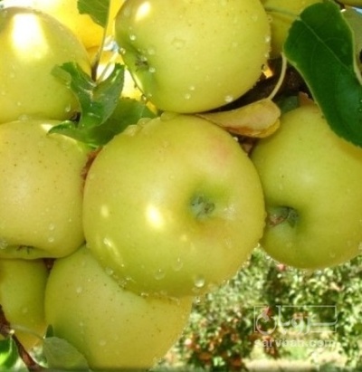 فروش سیب زرد