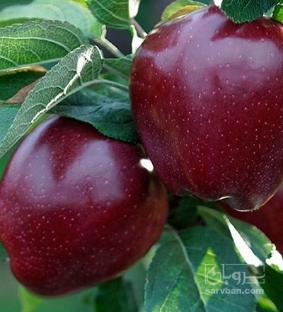فروش سیب قرمز
