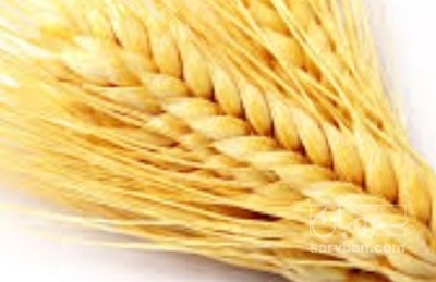 فروش گندم