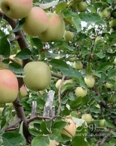 فروش سیب زرد