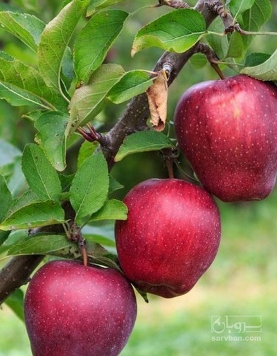 فروش سیب قرمز