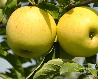 فروش سیب زرد