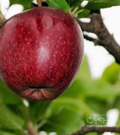 فروش سیب قرمز