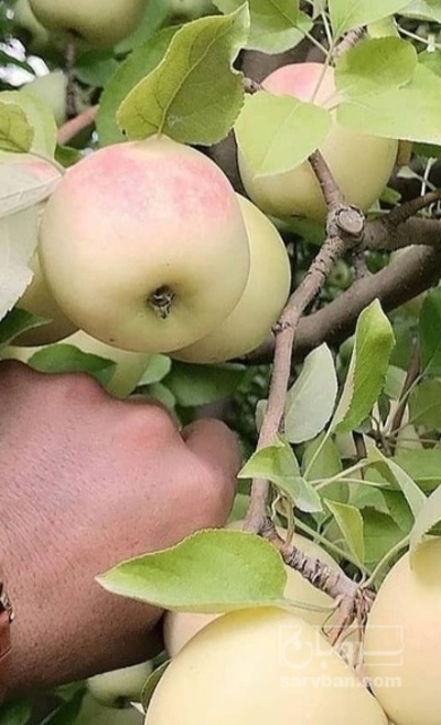 فروش سیب زرد