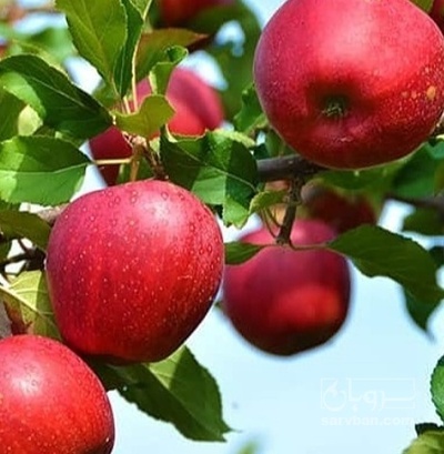 فروش سیب قرمز