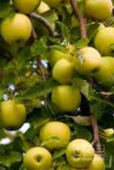 فروش سیب زرد