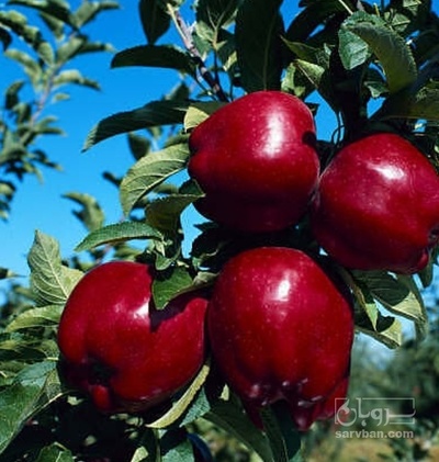 فروش سیب قرمز