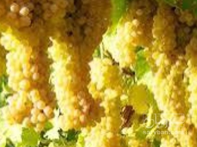 فروش انگور
