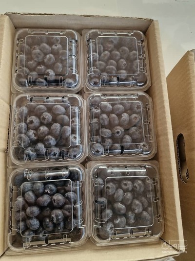 فروش بلوبری