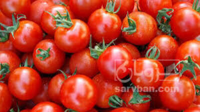 فروش گوجه فرنگی