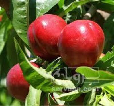 فروش شلیل