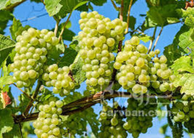 فروش انگور