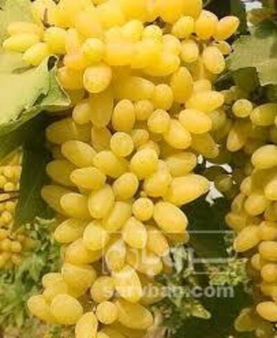 فروش انگور