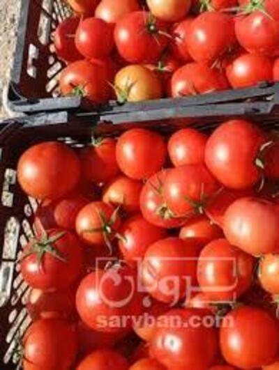 فروش گوجه فرنگی