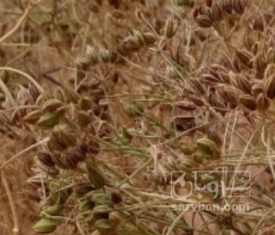 فروش زیره کلش