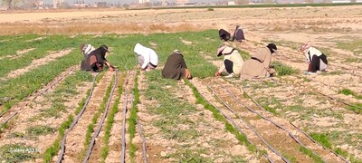 فروش زیره (گیاه‌ دارویی)