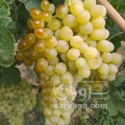 فروش انگور