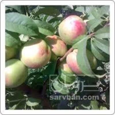 فروش شلیل