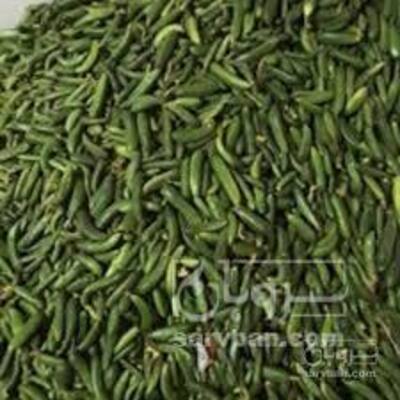 فروش خیارخیارشوری