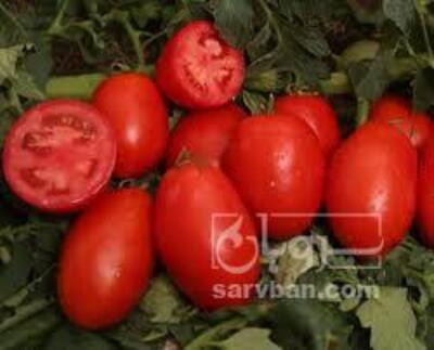 فروش گوجه فرنگی