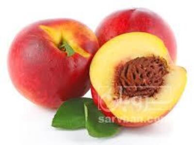 فروش شلیل