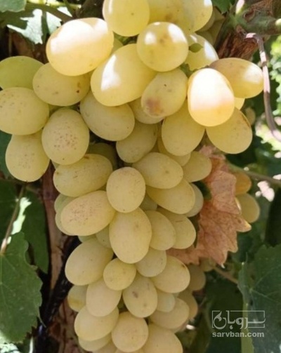 فروش انگور رطبی