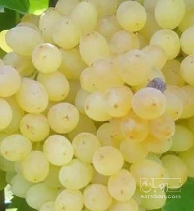 فروش انگور عسگری