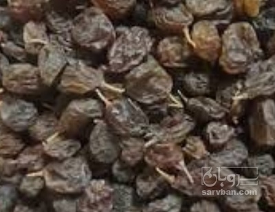 فروش کشمش ابگیری