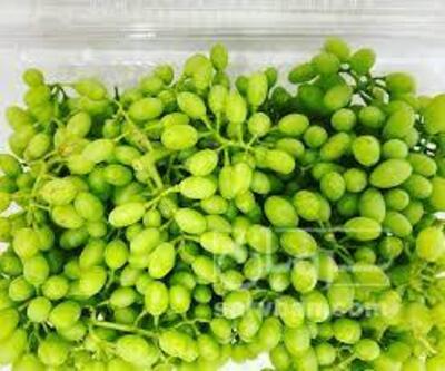 غوره انگور دیم وکاملا ارگانیک