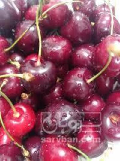 فروش گیلاس