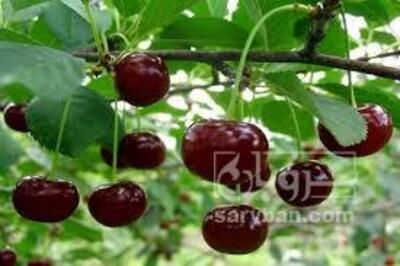 فروش گیلاس