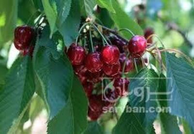فروش گیلاس