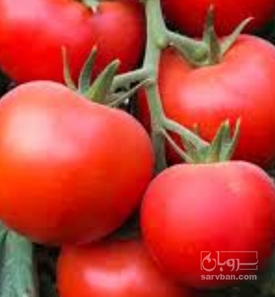 فروش گوجه فرنگی