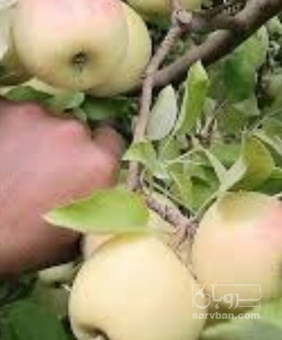 فروش سیب زرد