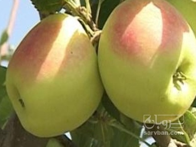 فروش سیب زرد