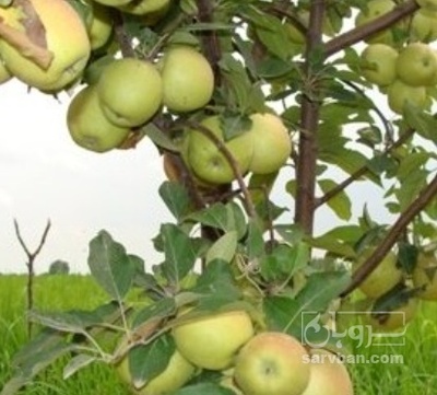 فروش سیب زرد