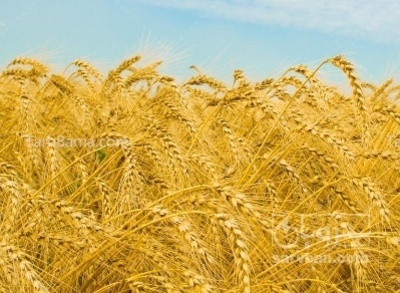 فروش گندم